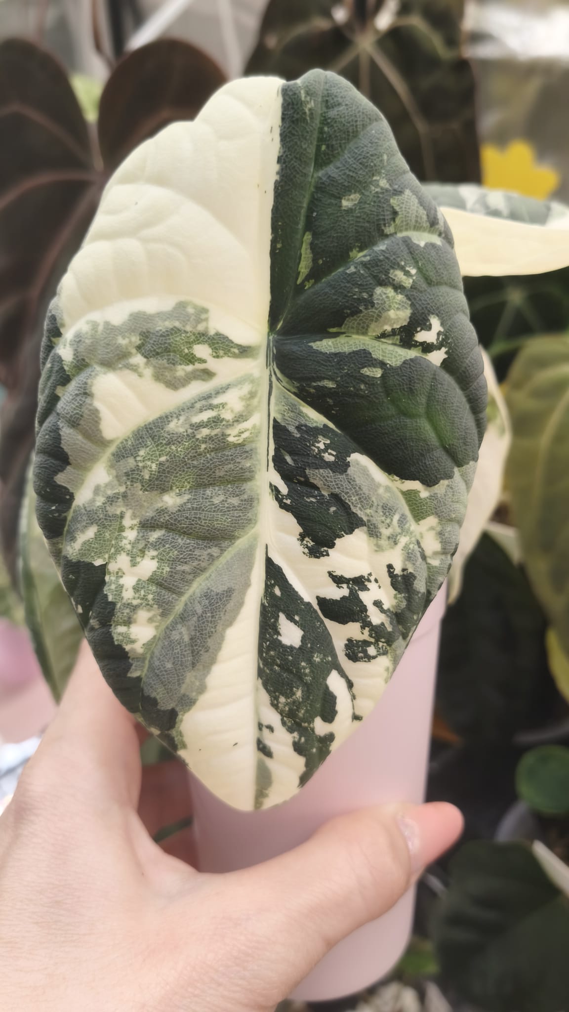 Alocasia Maharanii Albo Pink | Corms