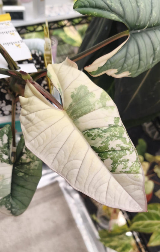 Alocasia Platinum Albo | Corm