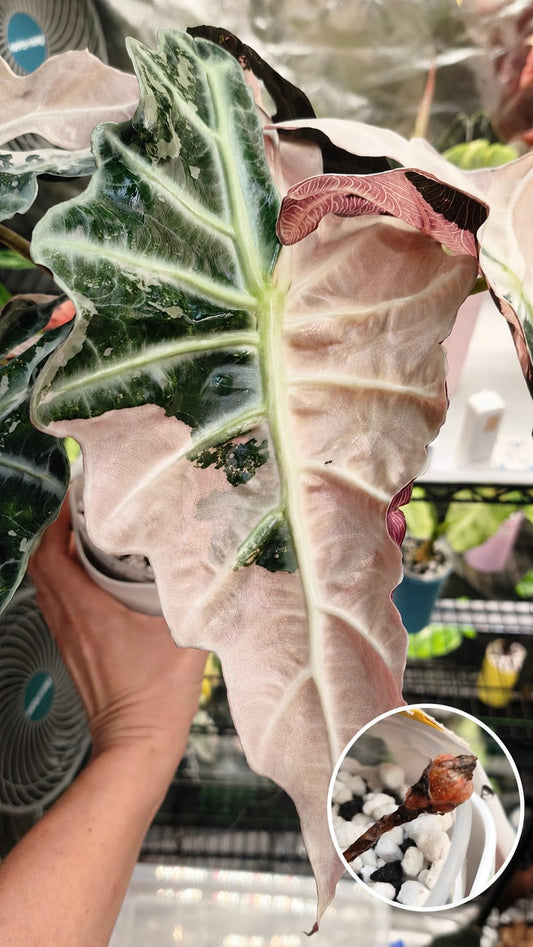 Alocasia Polly Pink Snowflake | Corm