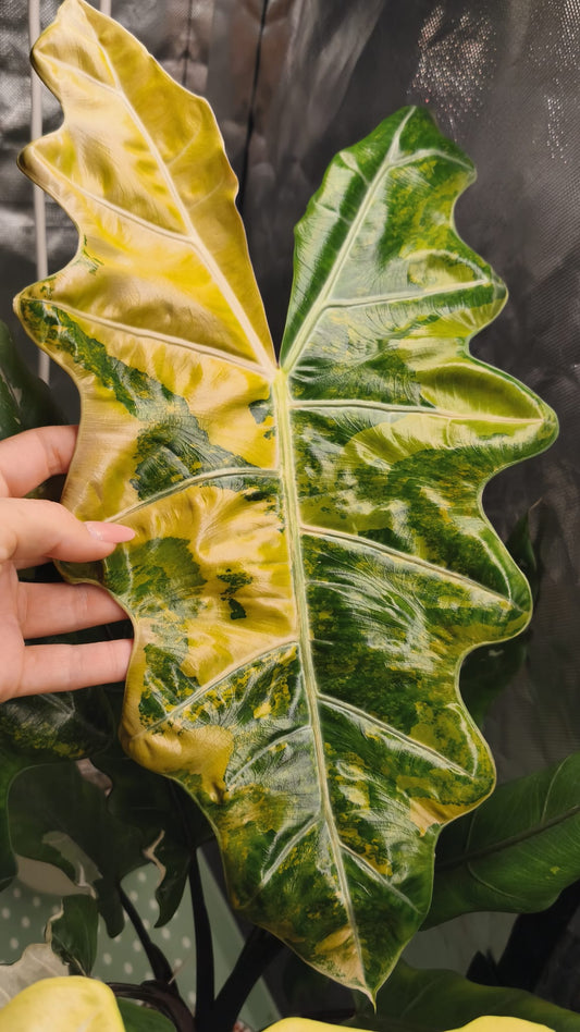 Alocasia Pseudo Sanderiana Aurea Variegated | Corm