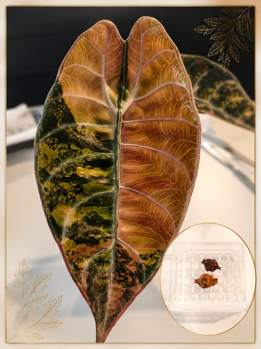 Alocasia Sedenii Aurea | Corm