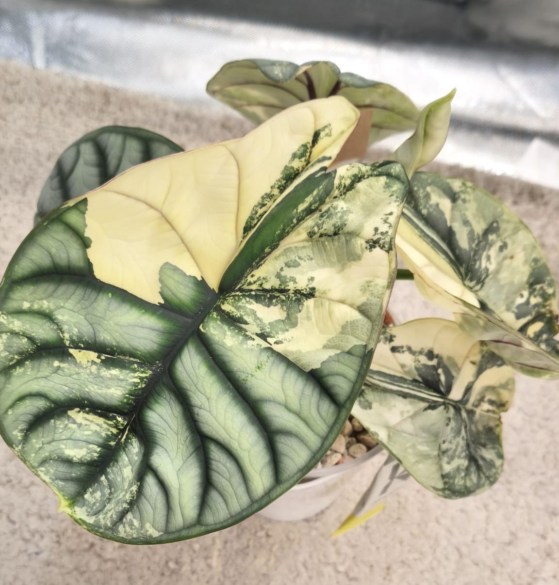 Alocasia Silver Dragon Albo | Corm