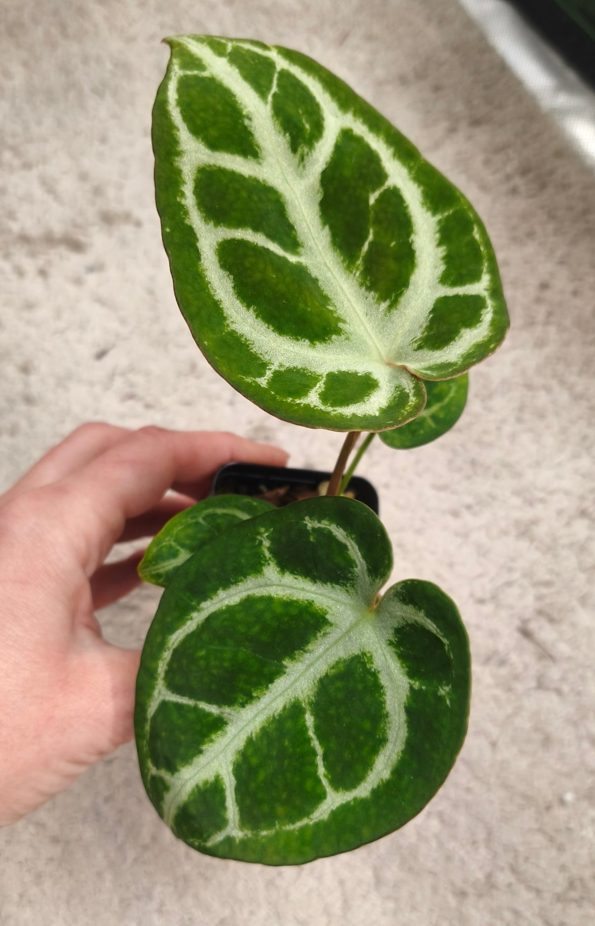 Anthurium kos x crystallinum x crystallinum 0401