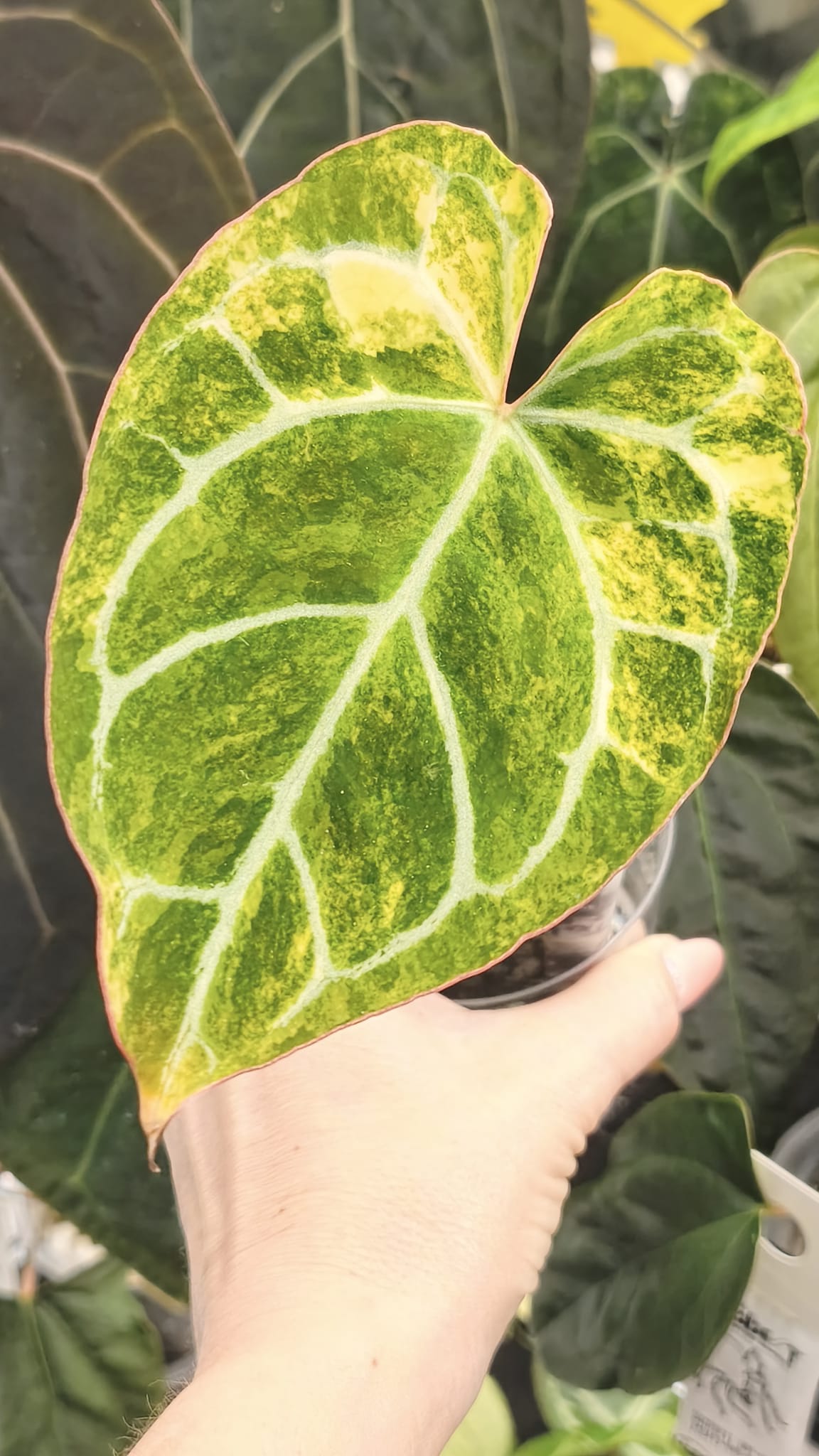 Anthurium Crystallinum Variegated | Clone