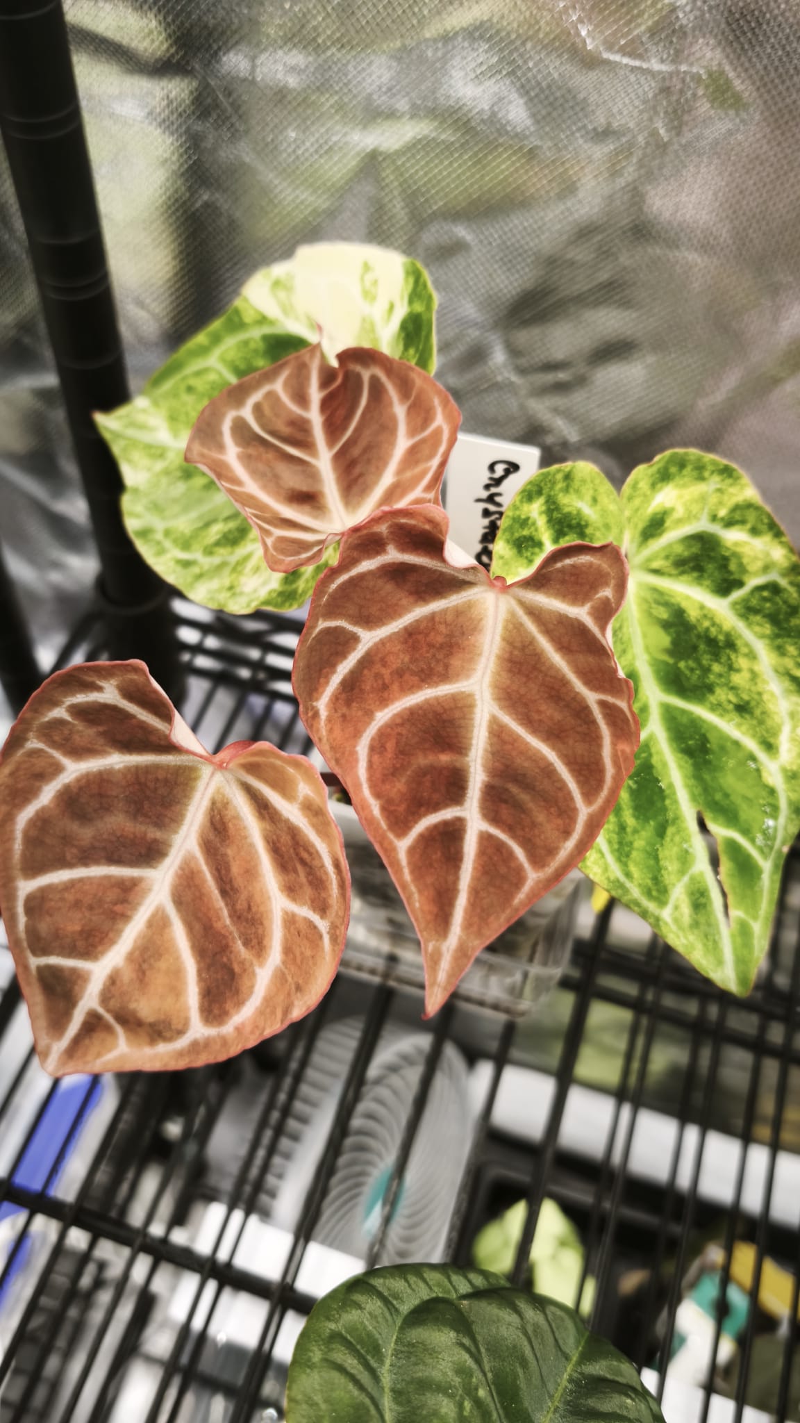 Anthurium Crystallinum Variegated | Clone