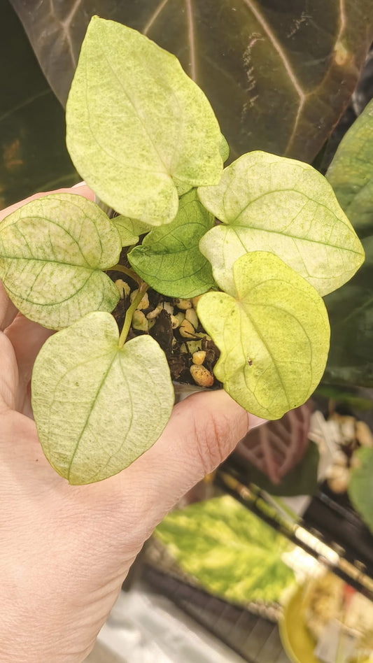 Anthurium Dark Phonix Variegated #1