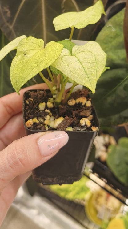 Anthurium Dark Phonix Variegated #1