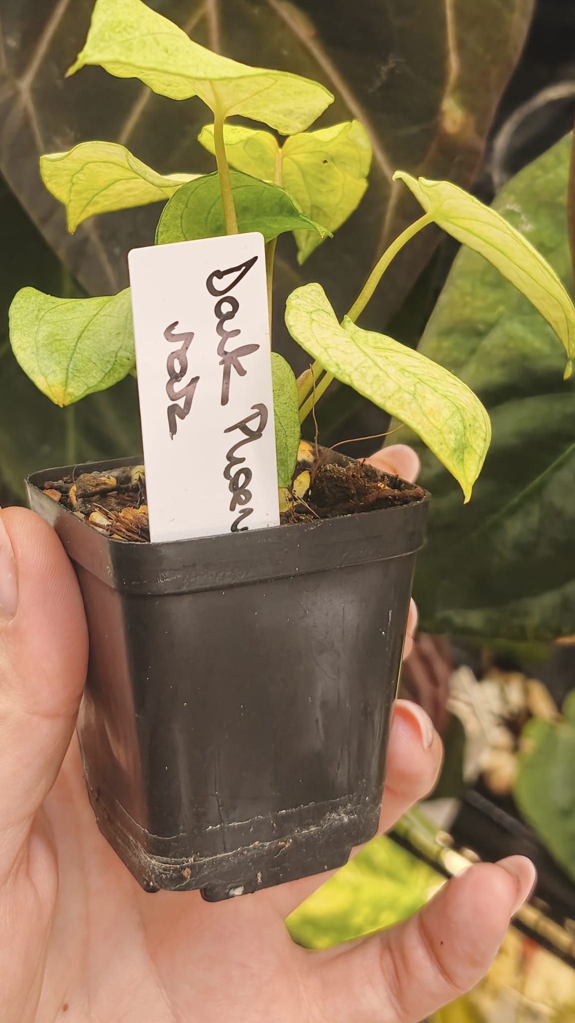 Anthurium Dark Phonix Variegated #1
