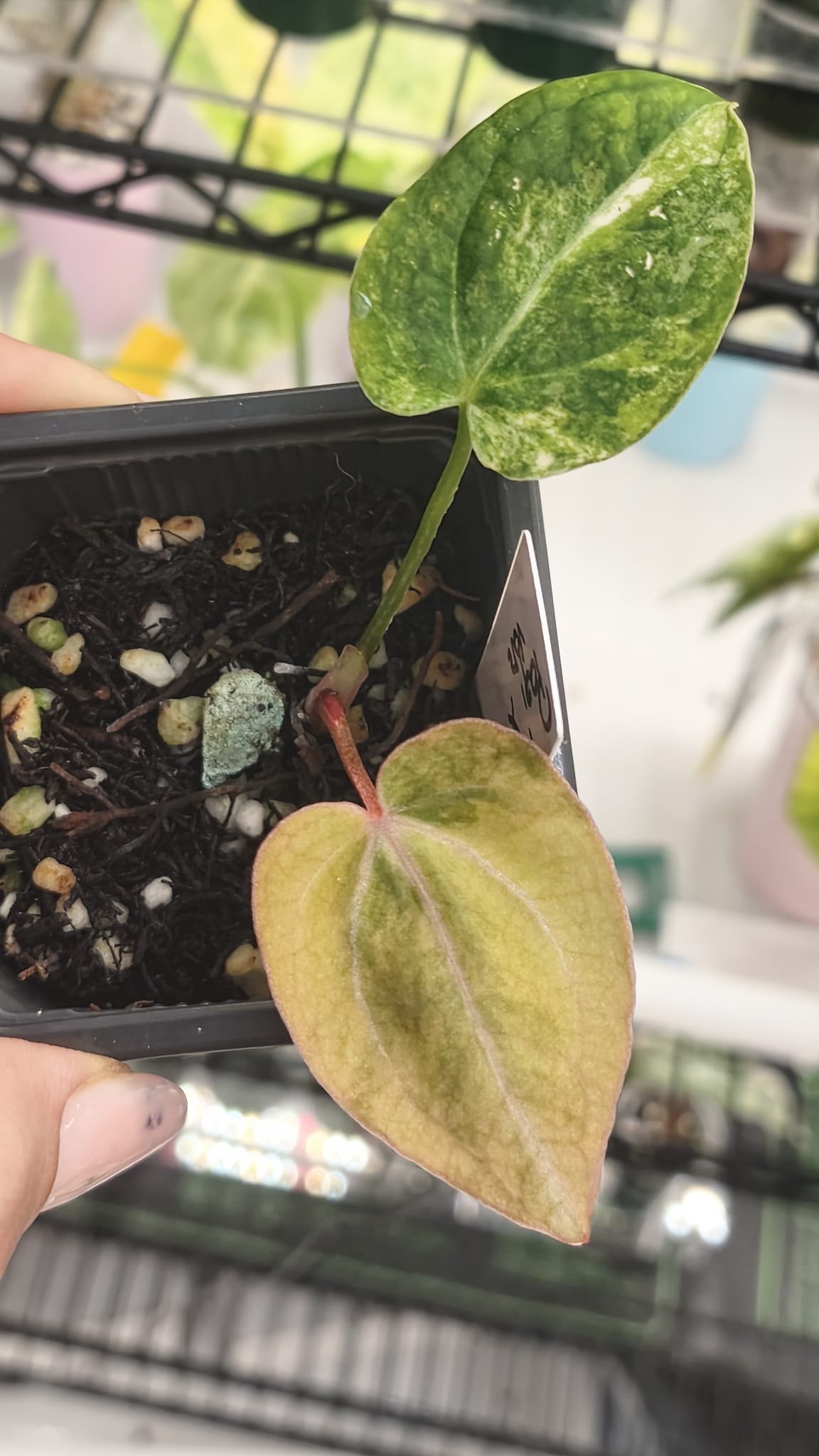 Anthurium Papillilaminum x Magnificum Variegated | Clone