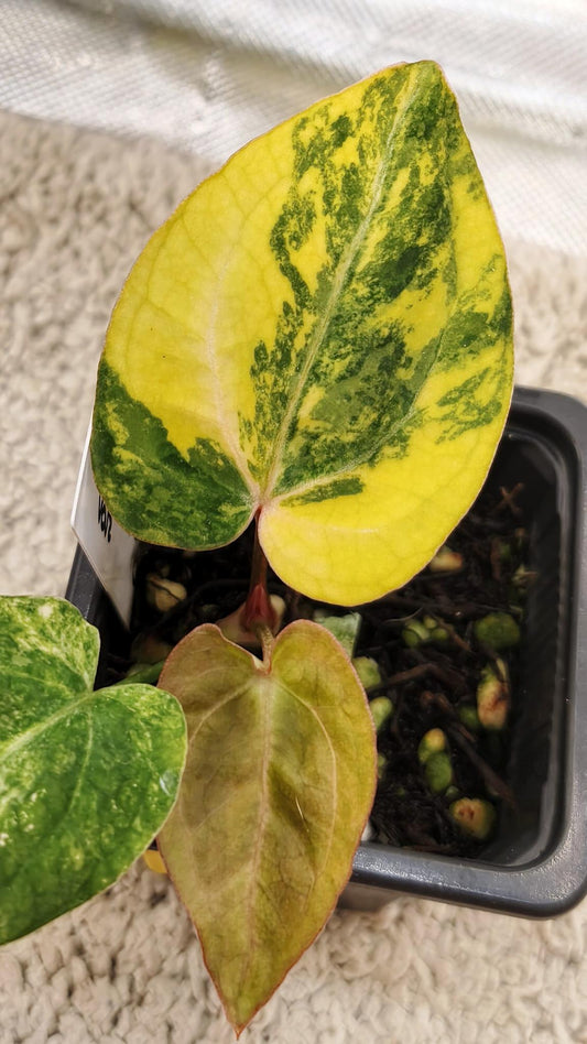 Anthurium Papillilaminum x Magnificum Variegated | Clone