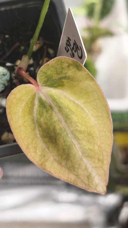 Anthurium Papillilaminum x Magnificum Variegated | Clone