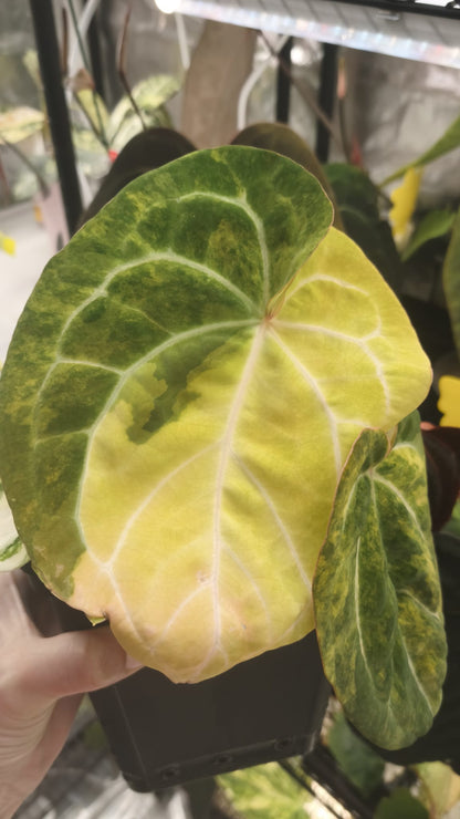 Anthurium Papillilaminum x Magnificum Variegated | Clone