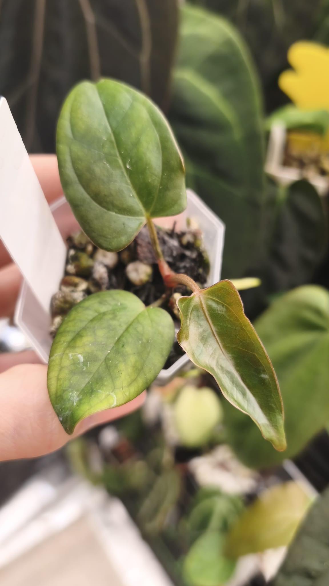 Anthurium (Subsignatum x Pap "Marie") x Carlablackiae NSE | Clone