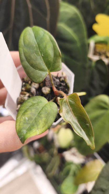 Anthurium (Subsignatum x Pap "Marie") x Carlablackiae NSE | Clone
