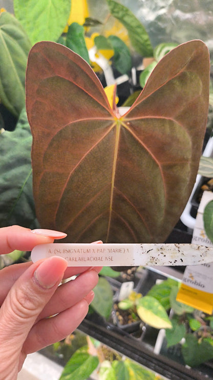 Anthurium (Subsignatum x Pap "Marie") x Carlablackiae NSE | Clone