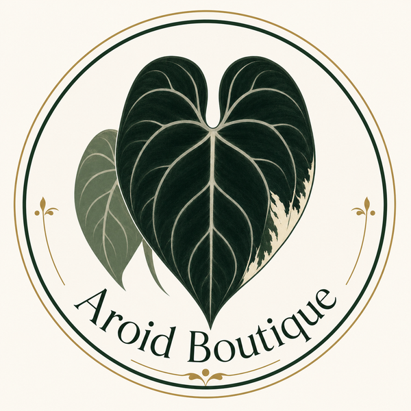 Aroid Boutique