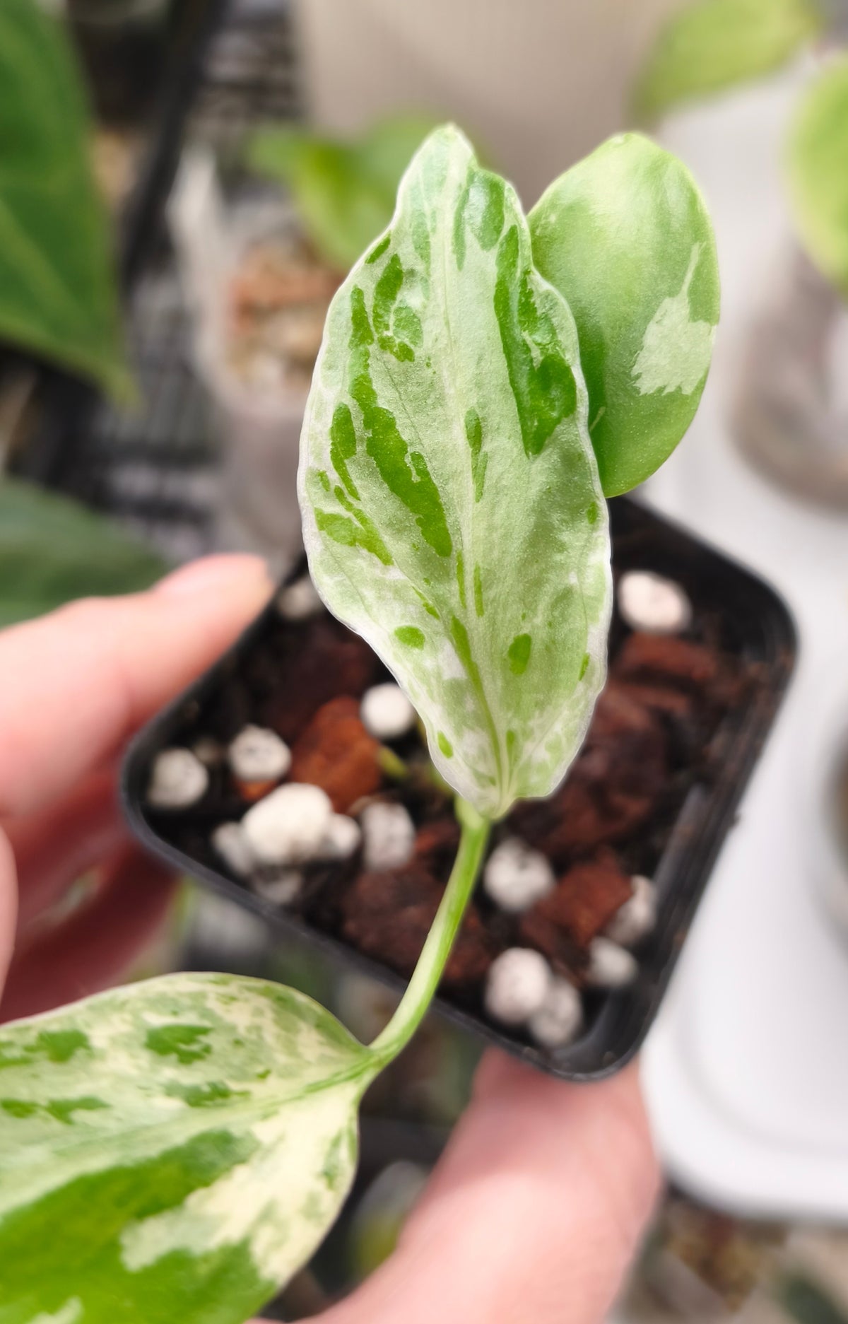 Monstera Bulbasaur 0300