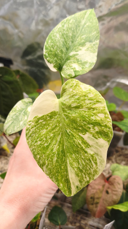 Monstera deliciosa green snow 0100