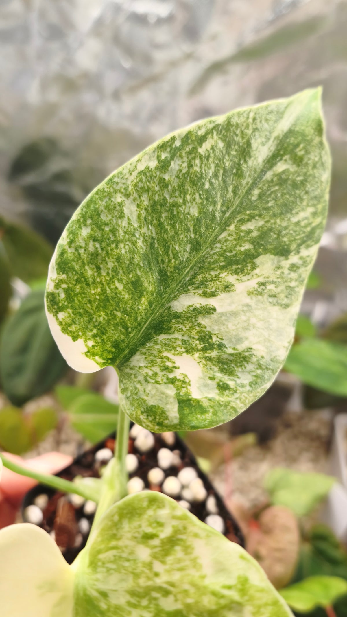 Monstera deliciosa green snow 01002
