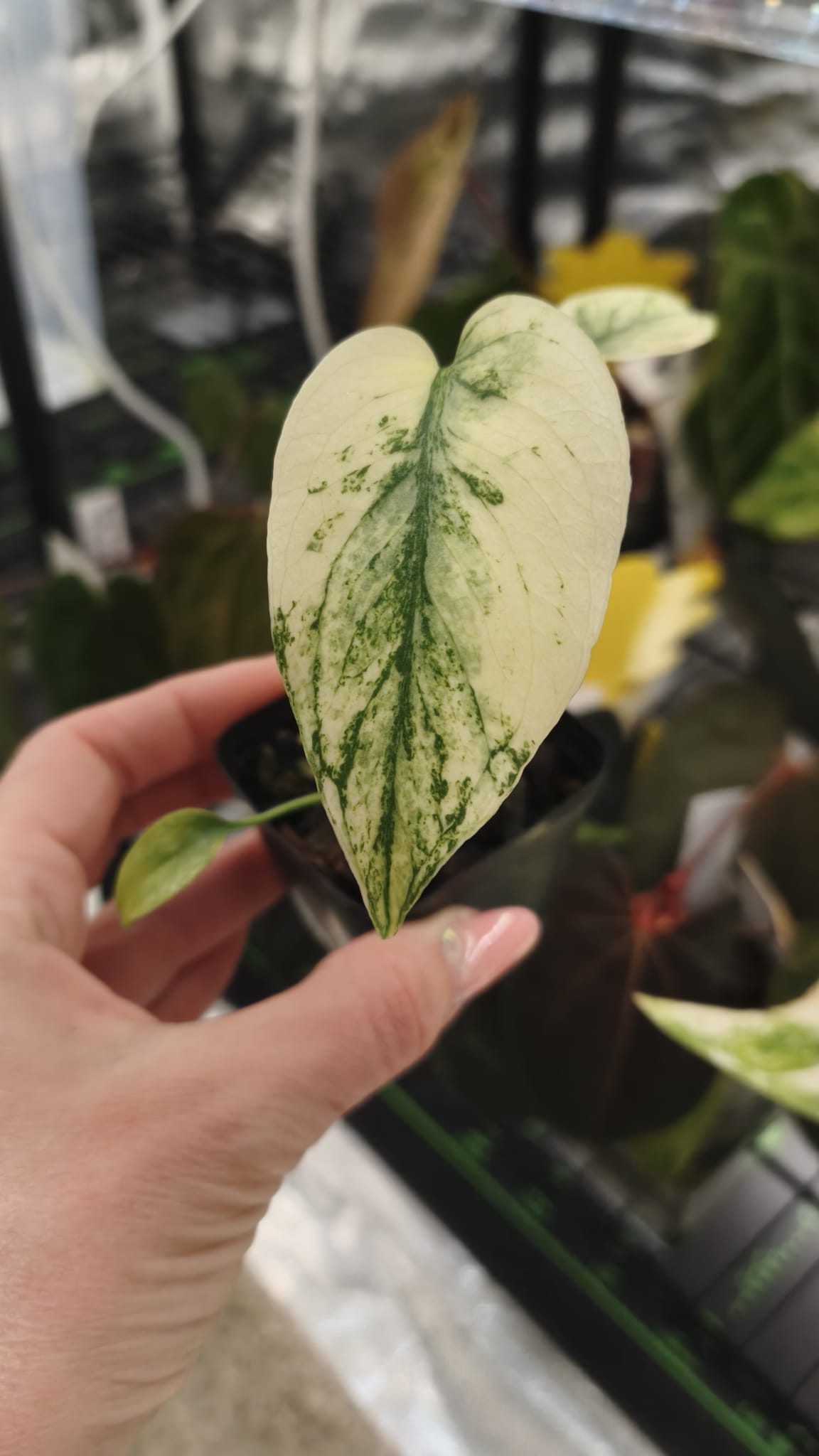 Monstera Deliciosa Menta