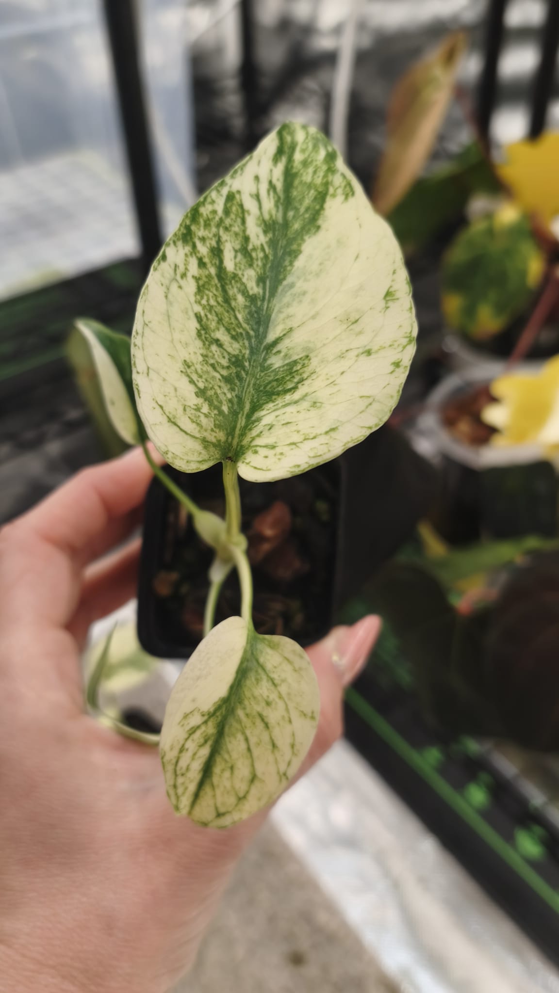 Monstera Deliciosa Menta