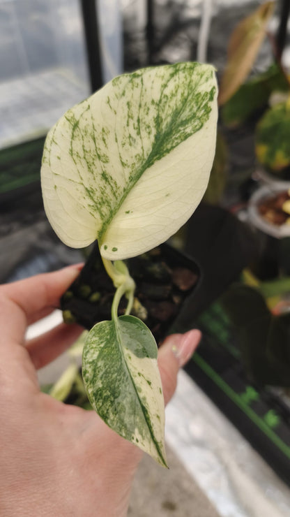Monstera Deliciosa Menta