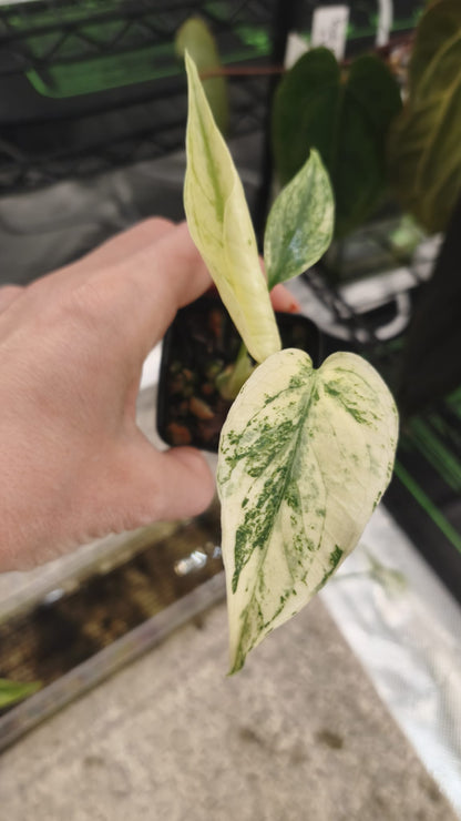 Monstera Deliciosa Menta