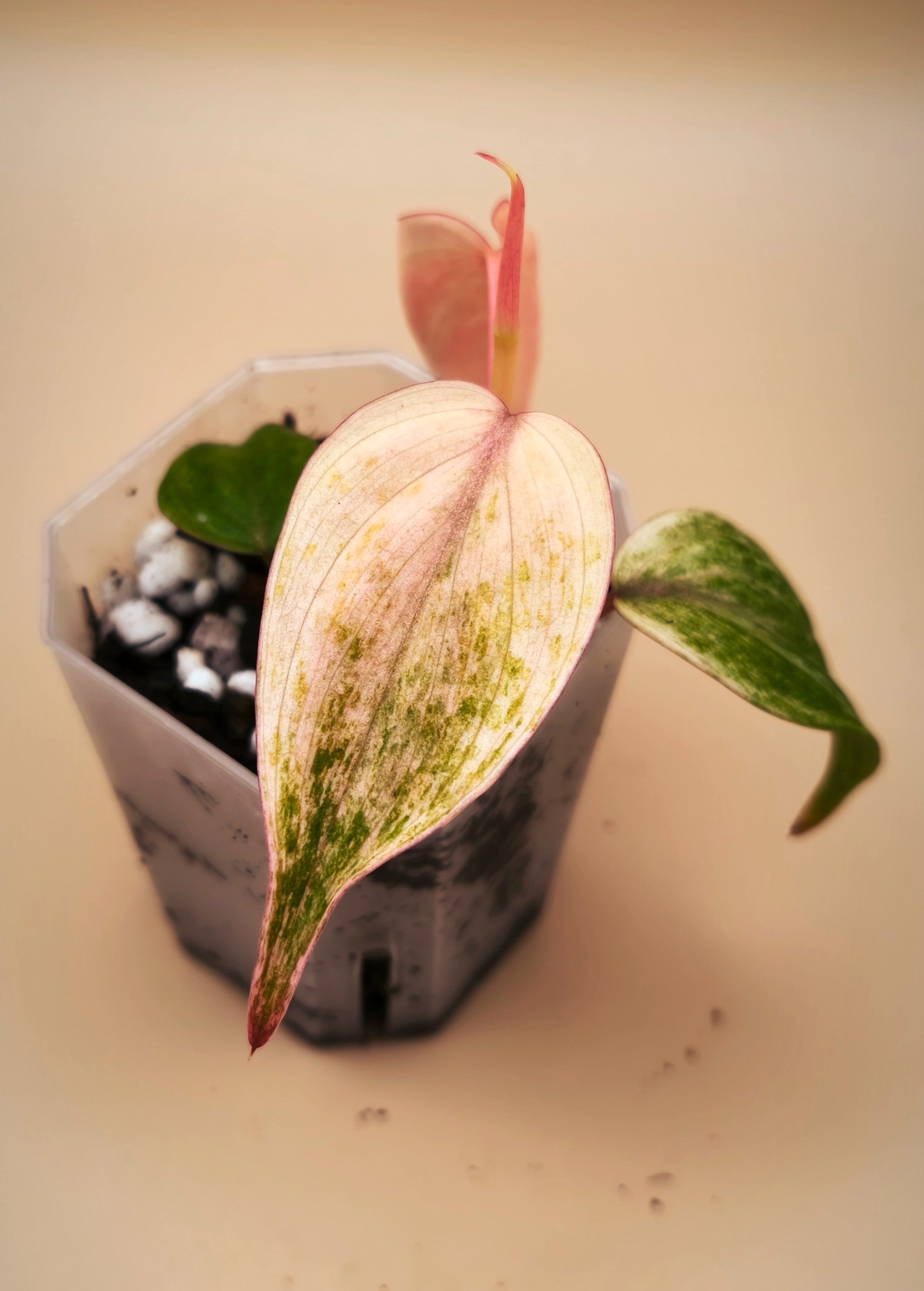 Philodendron Micans Pink Mint Variegated – Aroid Boutique