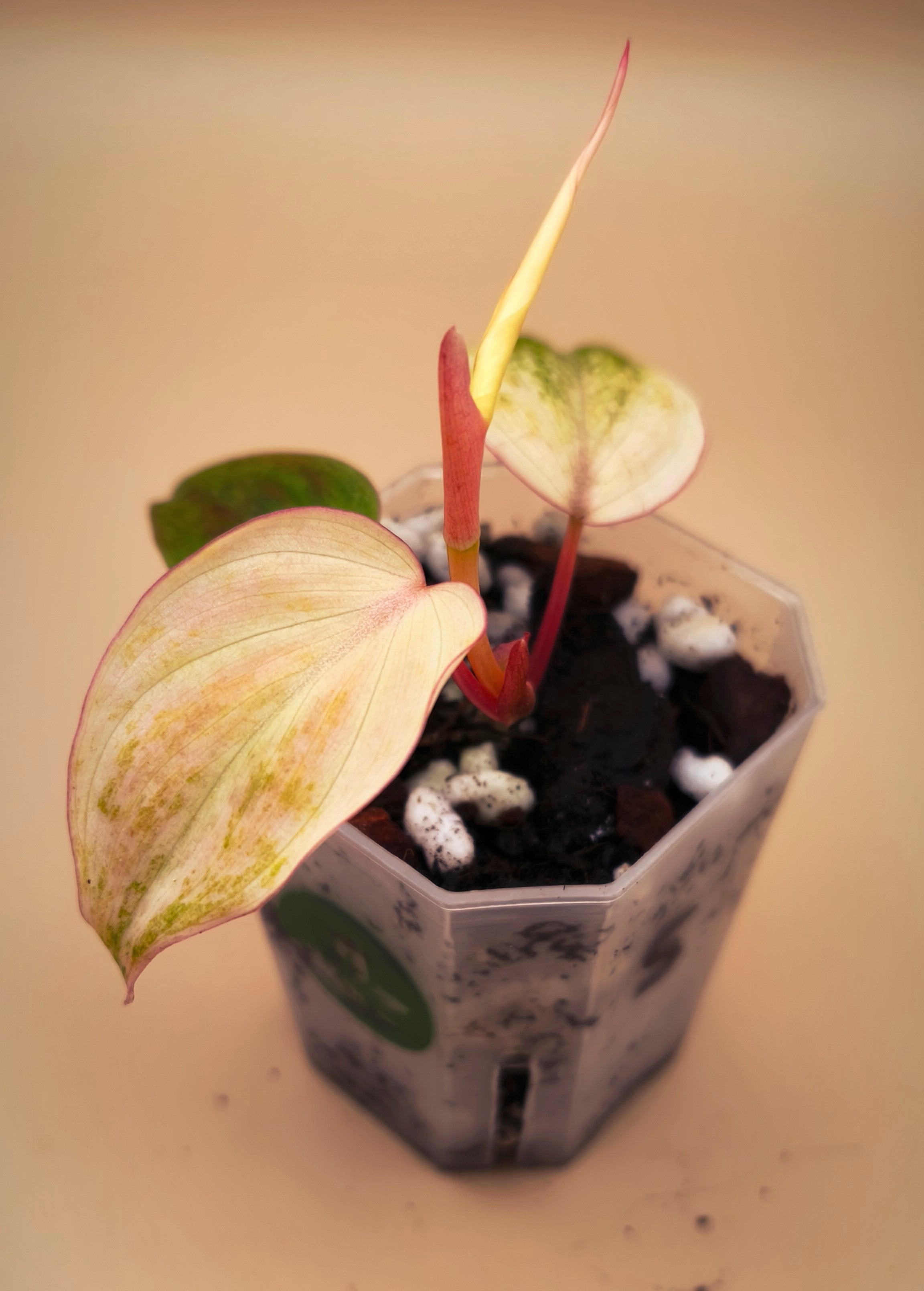 Philodendron Micans Pink Mint Variegated – Aroid Boutique