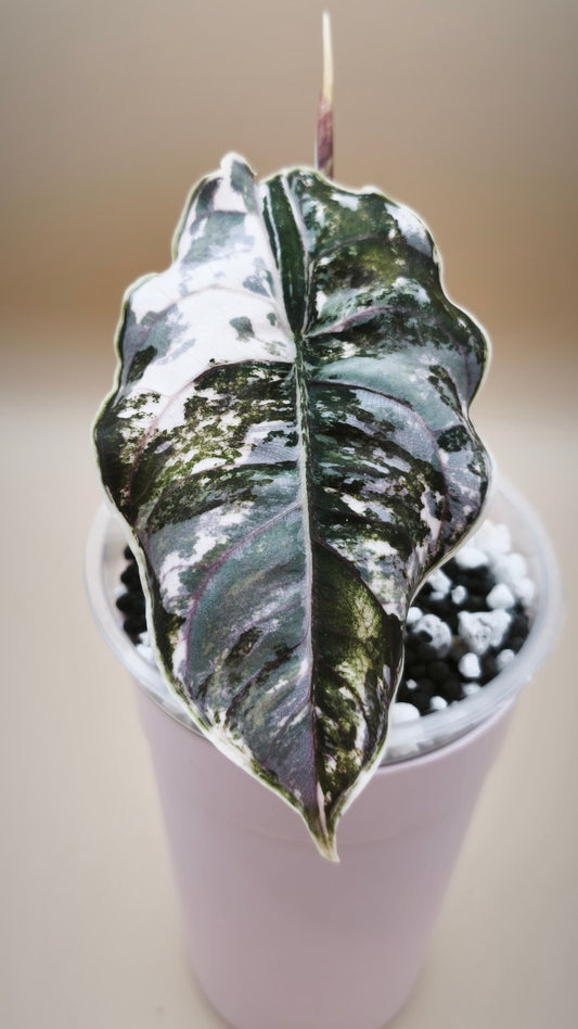 Alocasia Azlanii Albo Pink mother plant