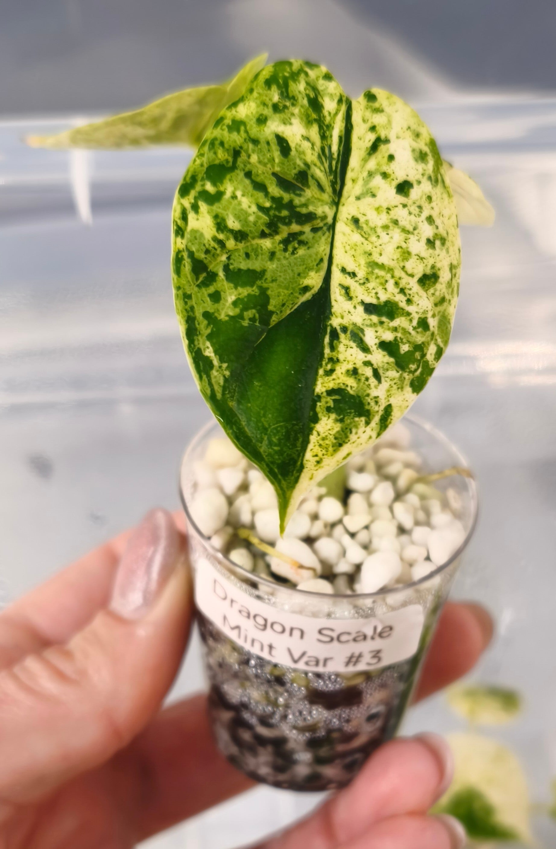 Alocasia  Dragon Scale Mint 03-00