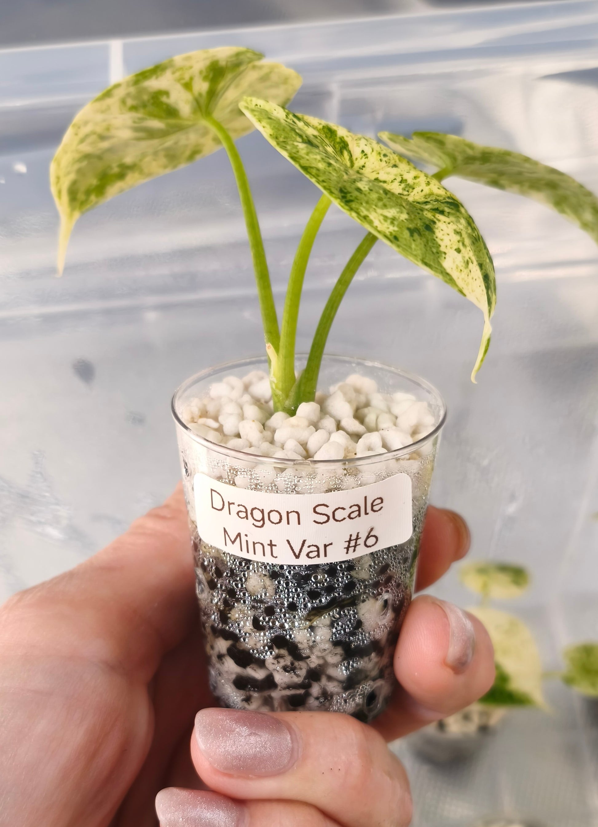 Alocasia Dragon Scale Mint 0601