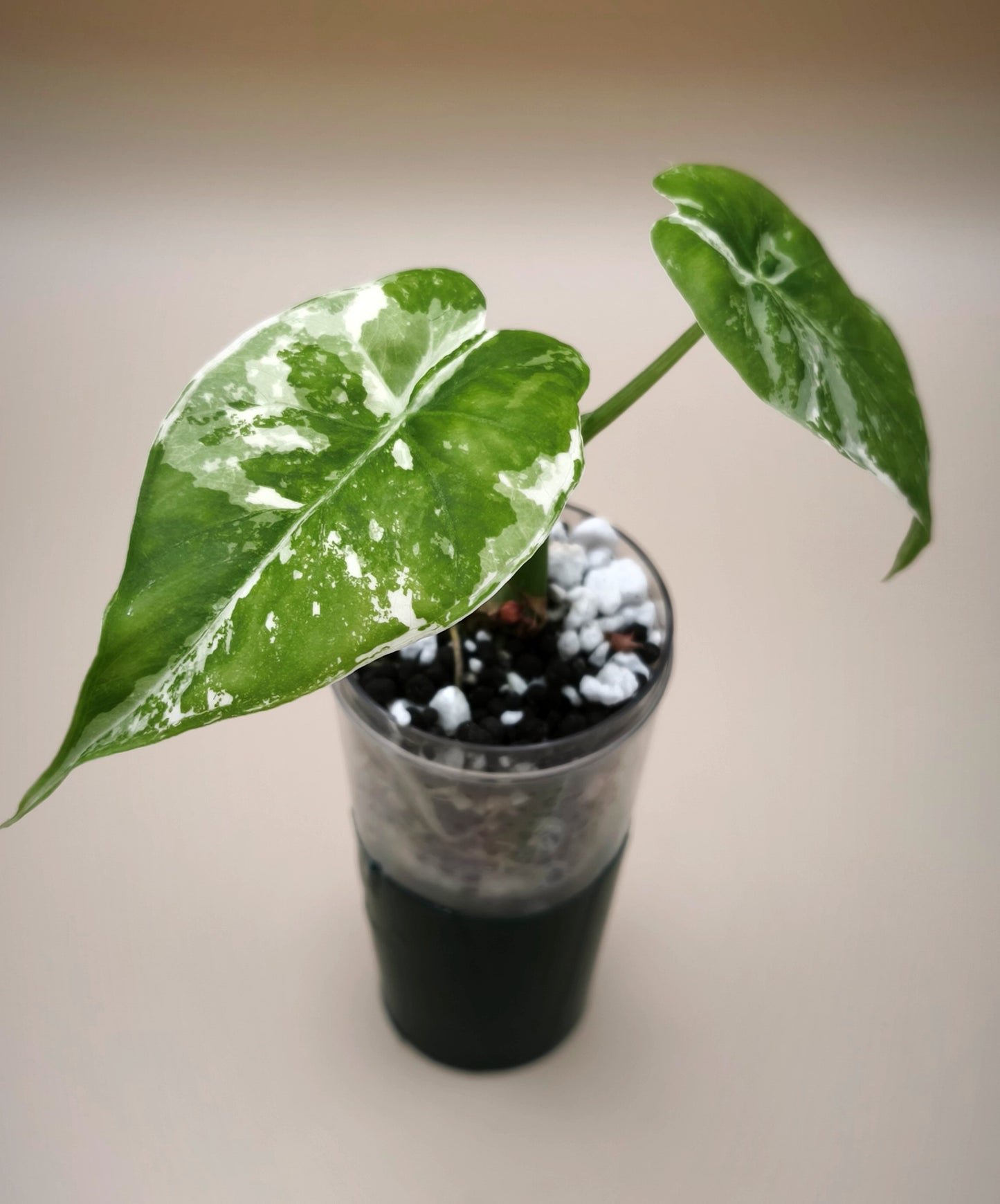 Alocasia Gageana Albo Variegata 02