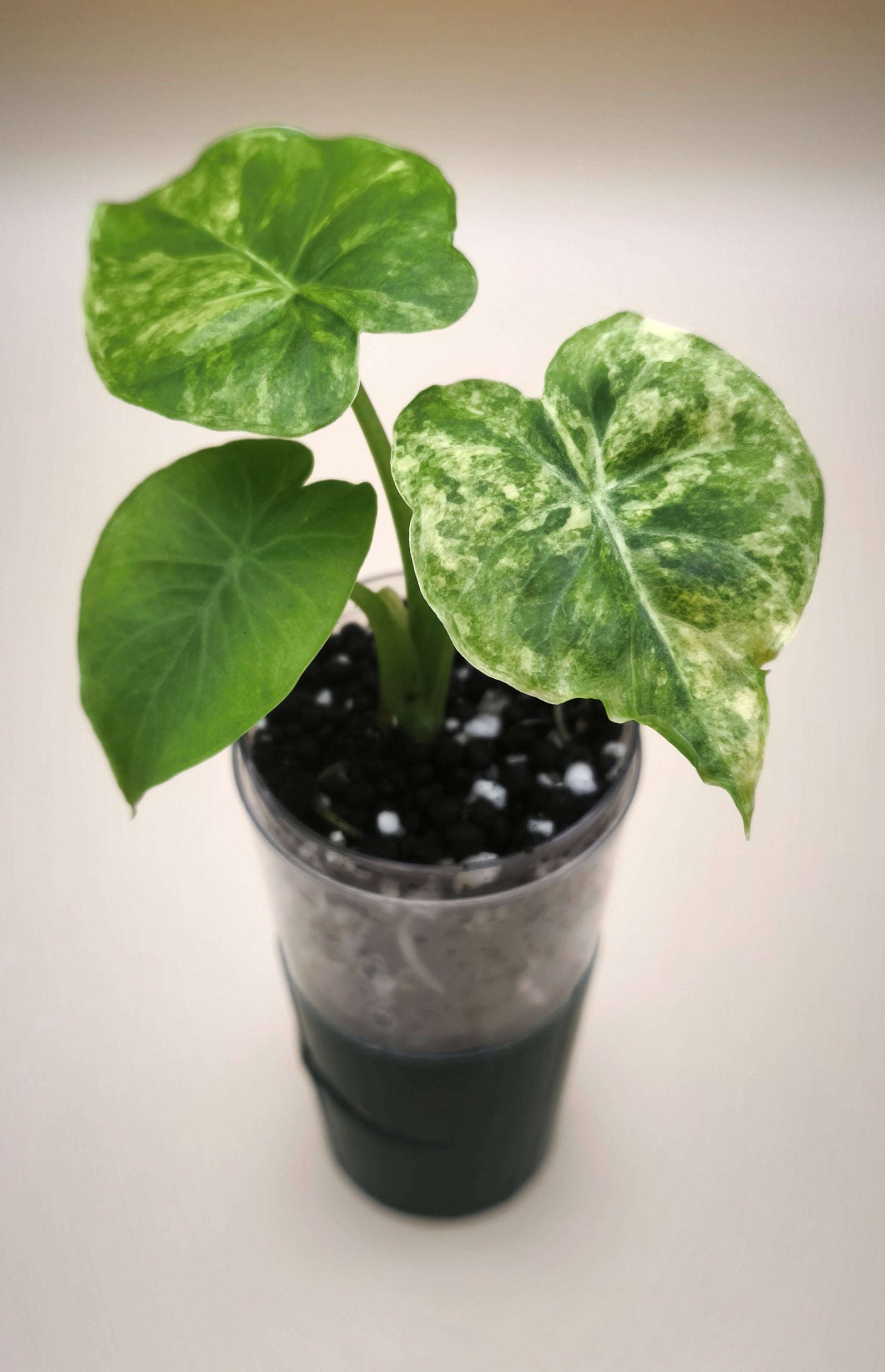 Alocasia Gageana Aurea Variegata 03