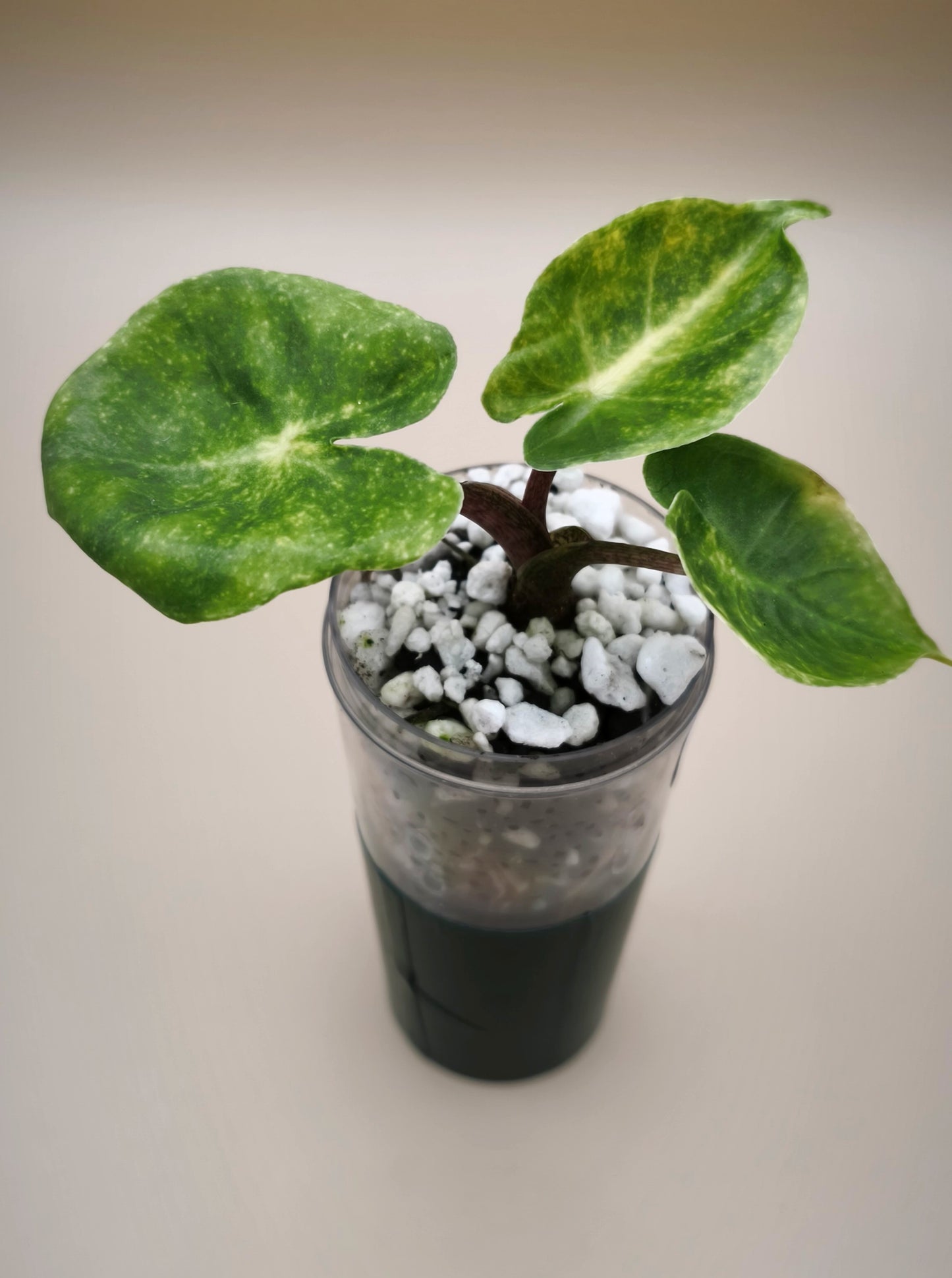 Alocasia Guinea Gold 05