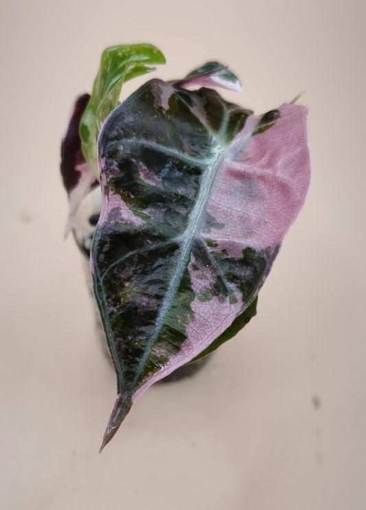 Alocasia Polly Snowflake Albo Pink 0200